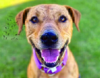 Pet of the Week